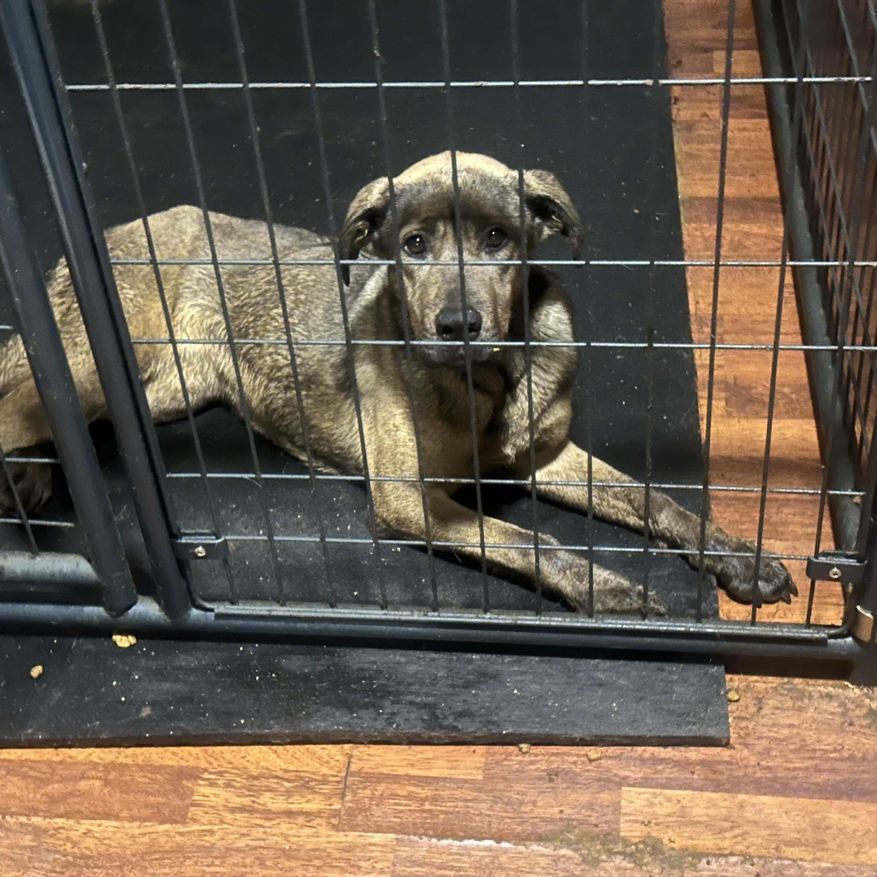 Enlarge Trina , a ADOPTABLE mixed breed in CUMMING, GA image 2/2