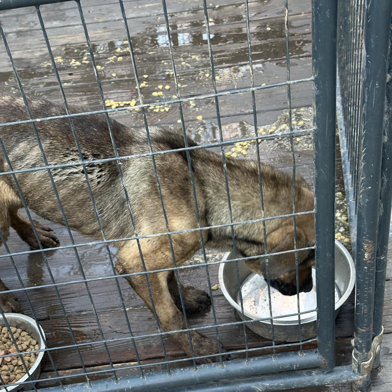 Enlarge Trina , a ADOPTABLE mixed breed in CUMMING, GA image 1/2