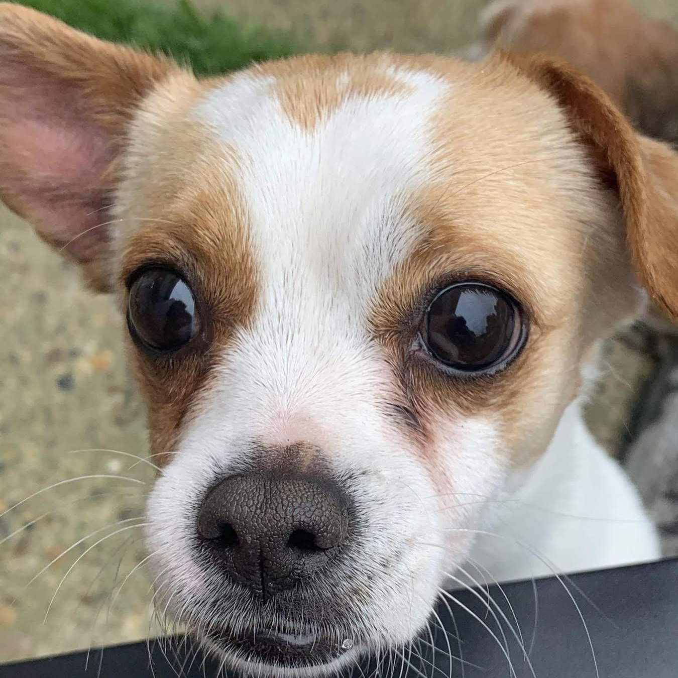 Enlarge Sweet Bea, a Adopted mixed breed in Marlton, NJ image 2/5