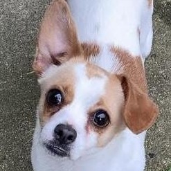 Enlarge Sweet Bea, a Adopted mixed breed in Marlton, NJ image 3/5