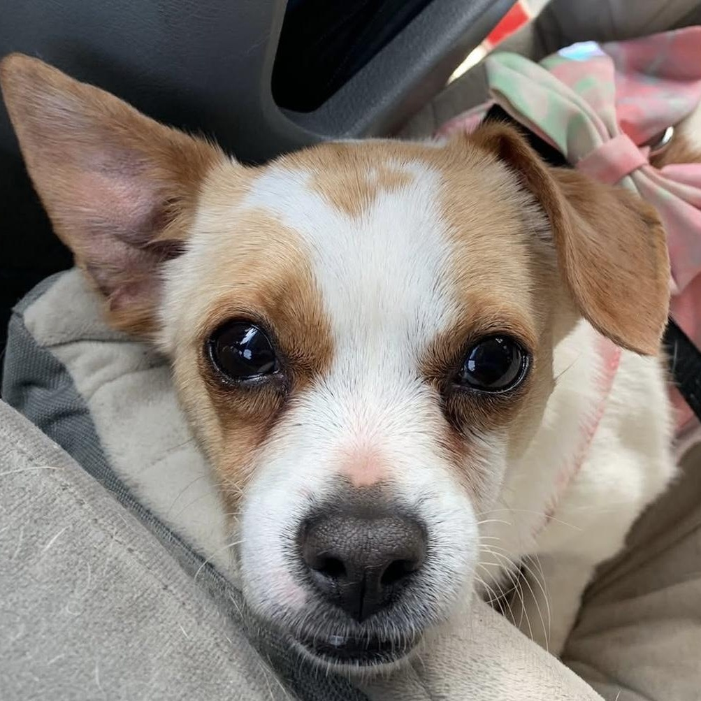 Enlarge Sweet Bea, a Adopted mixed breed in Marlton, NJ image 4/5