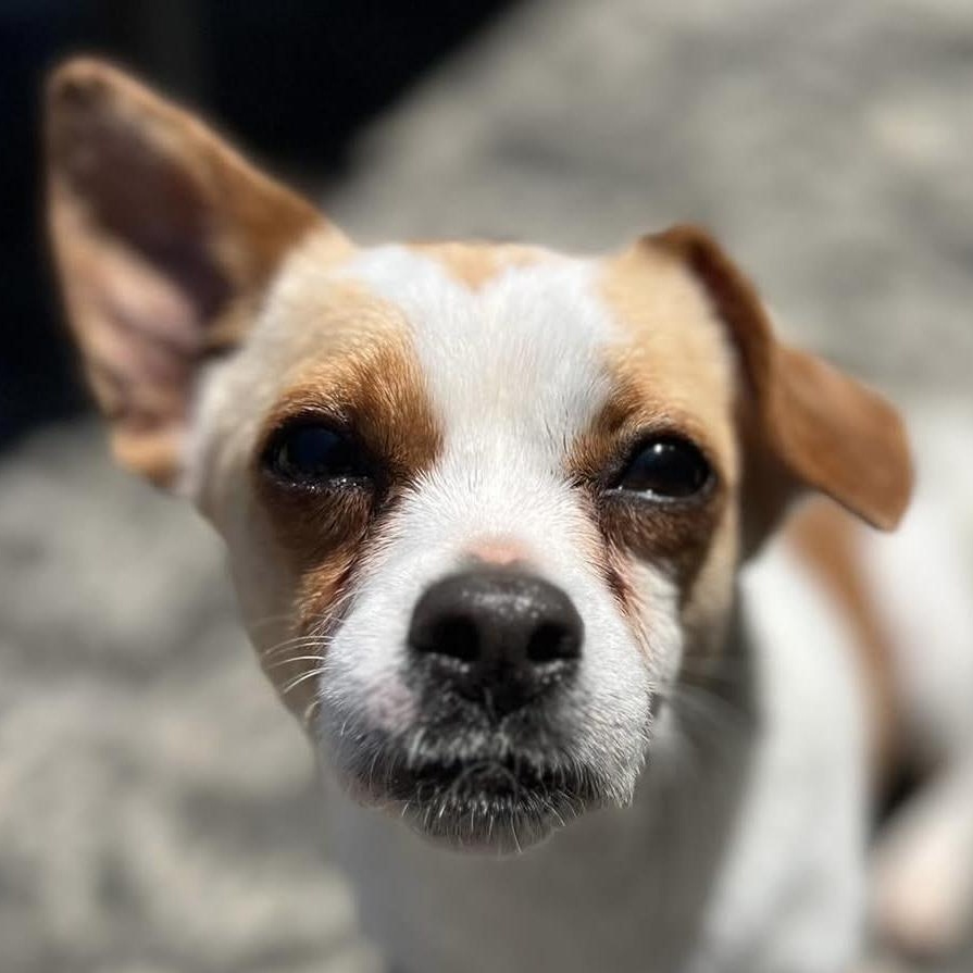 Enlarge Sweet Bea, a Adopted mixed breed in Marlton, NJ image 5/5