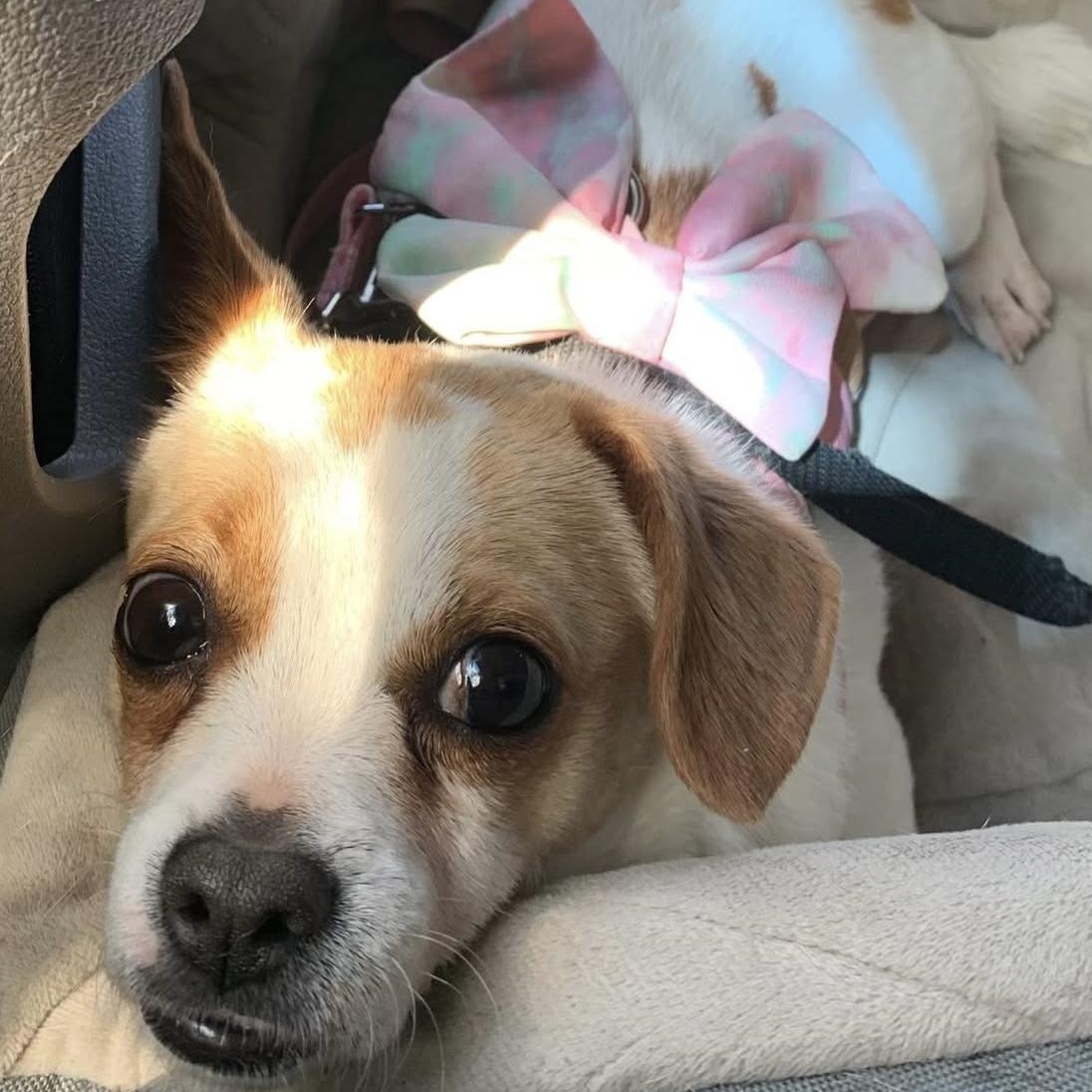 Enlarge Sweet Bea, a Adopted mixed breed in Marlton, NJ image 1/5