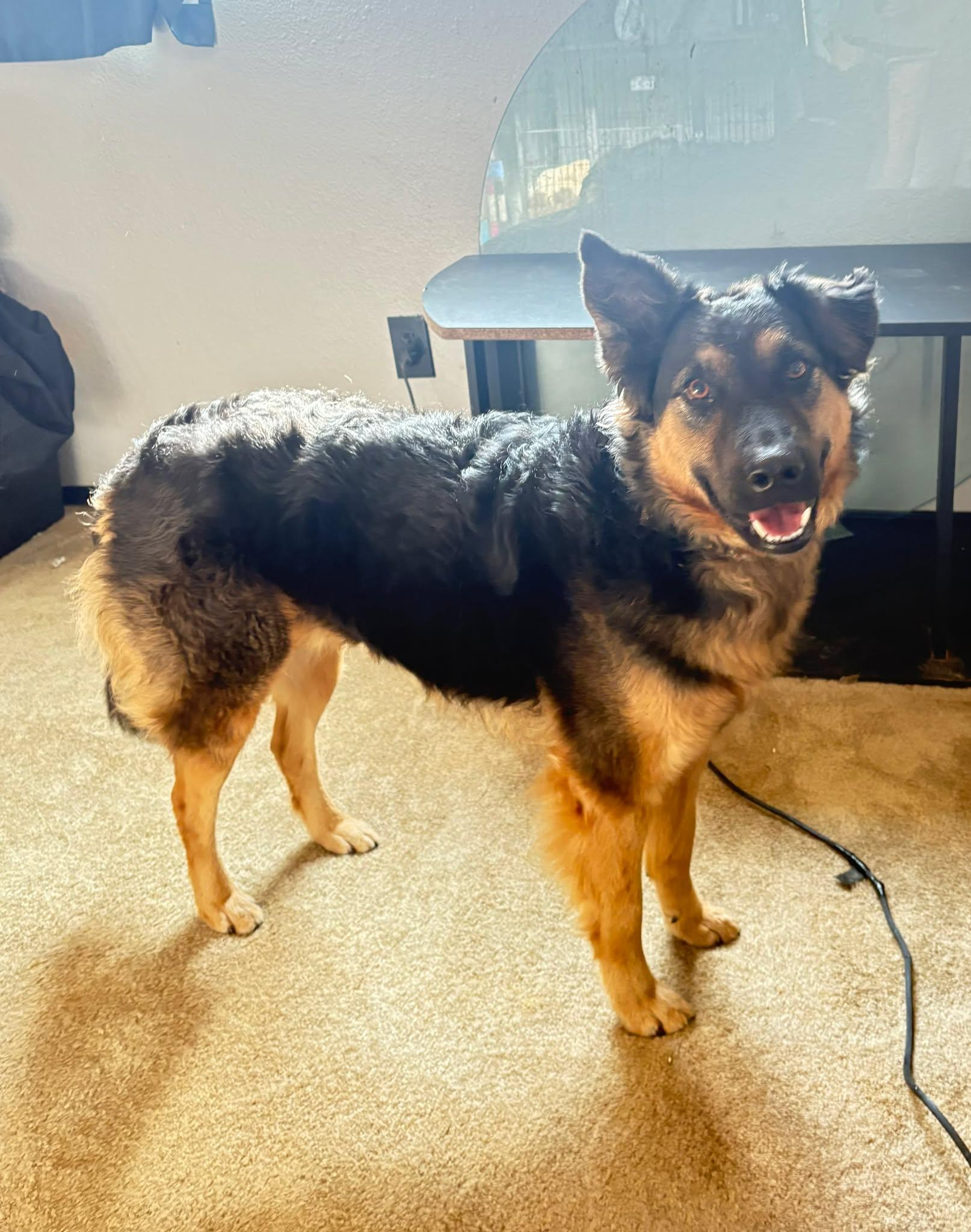 Enlarge Kala, an adopted mixed breed in Glendale, AZ image 2/4