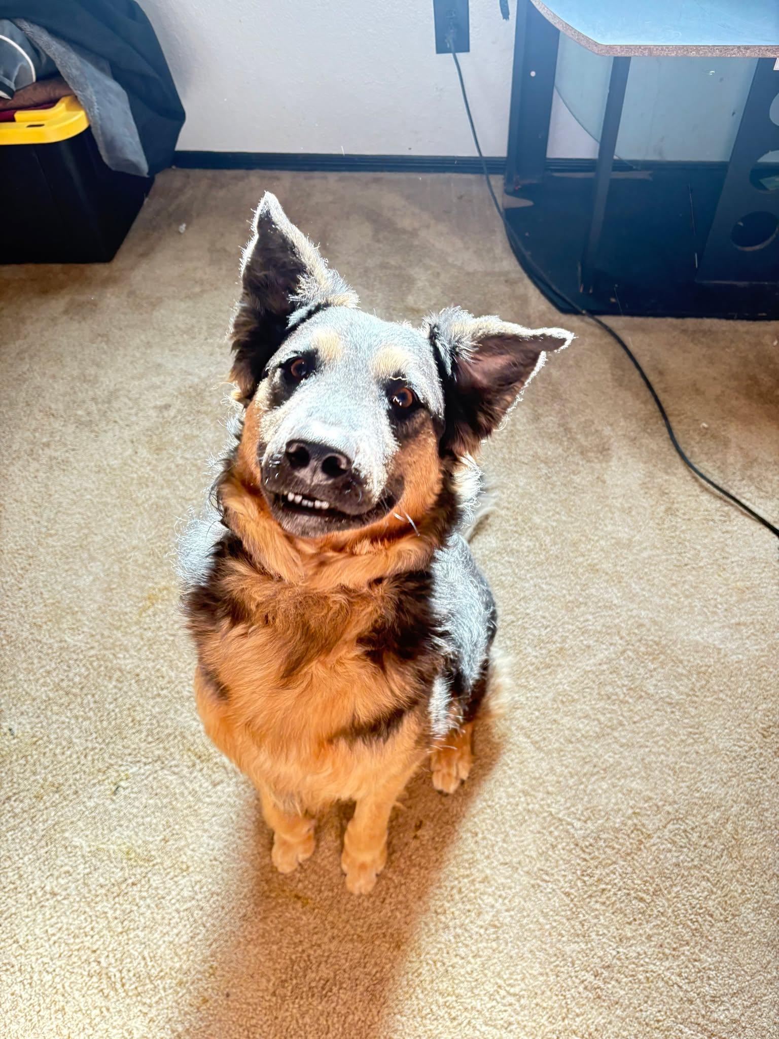 Kala, adopted, Young Female German Shepherd Dog.