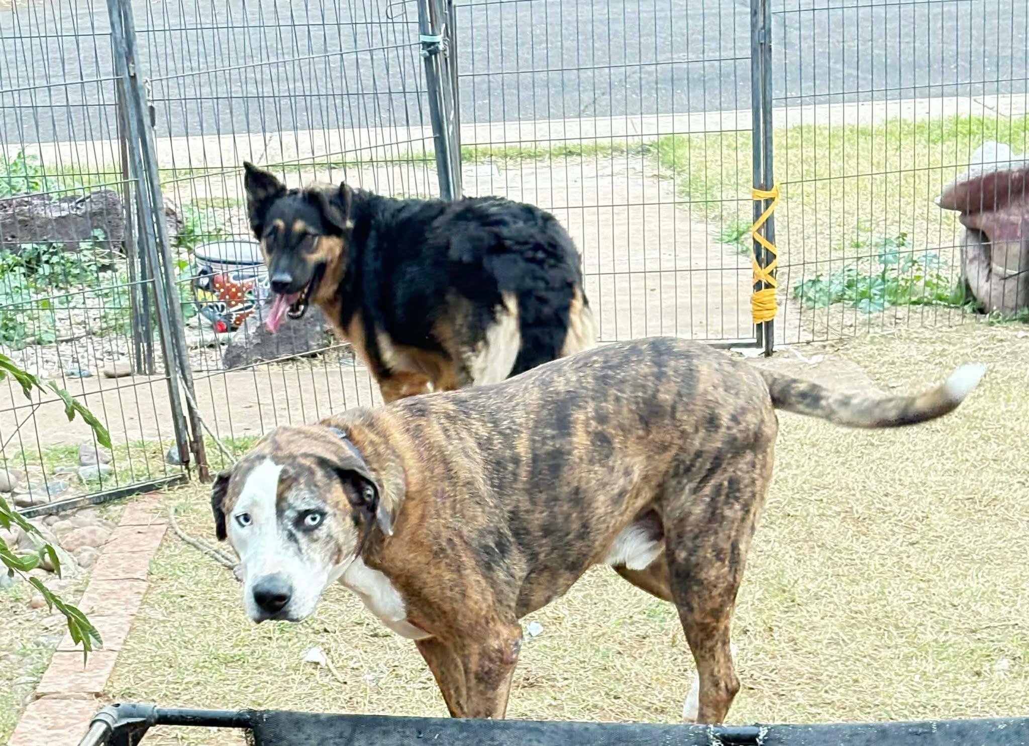 Enlarge Kala, an adopted mixed breed in Glendale, AZ image 3/4