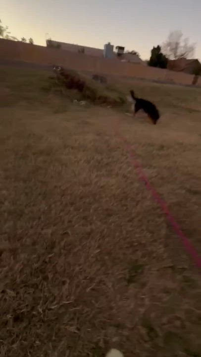 Enlarge Kala, an adopted mixed breed in Glendale, AZ video 4/4