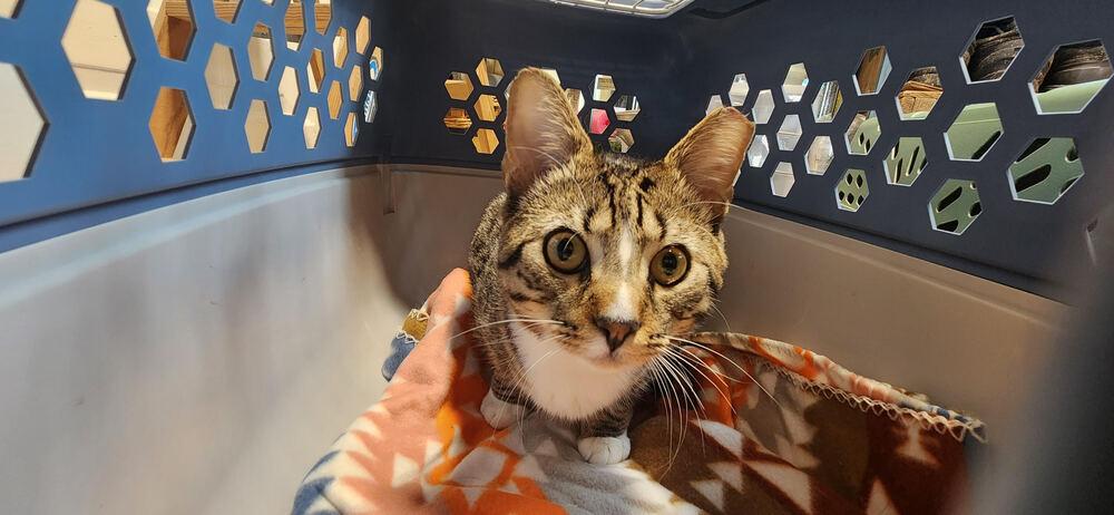 Enlarge Peyton, a Adoptable Domestic Short Hair in catonsville , MD image 1/4