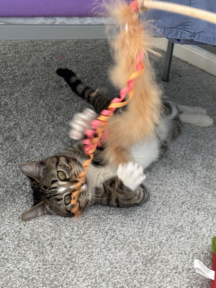 Enlarge Peyton, a Adoptable Domestic Short Hair in catonsville , MD image 2/4