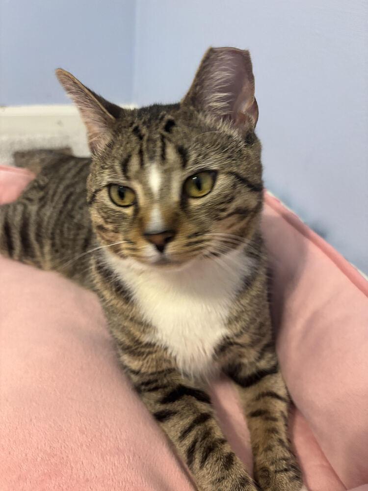 Enlarge Peyton, a Adoptable Domestic Short Hair in catonsville , MD image 3/4