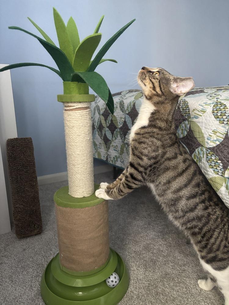 Enlarge Peyton, a Adoptable Domestic Short Hair in catonsville , MD image 4/4