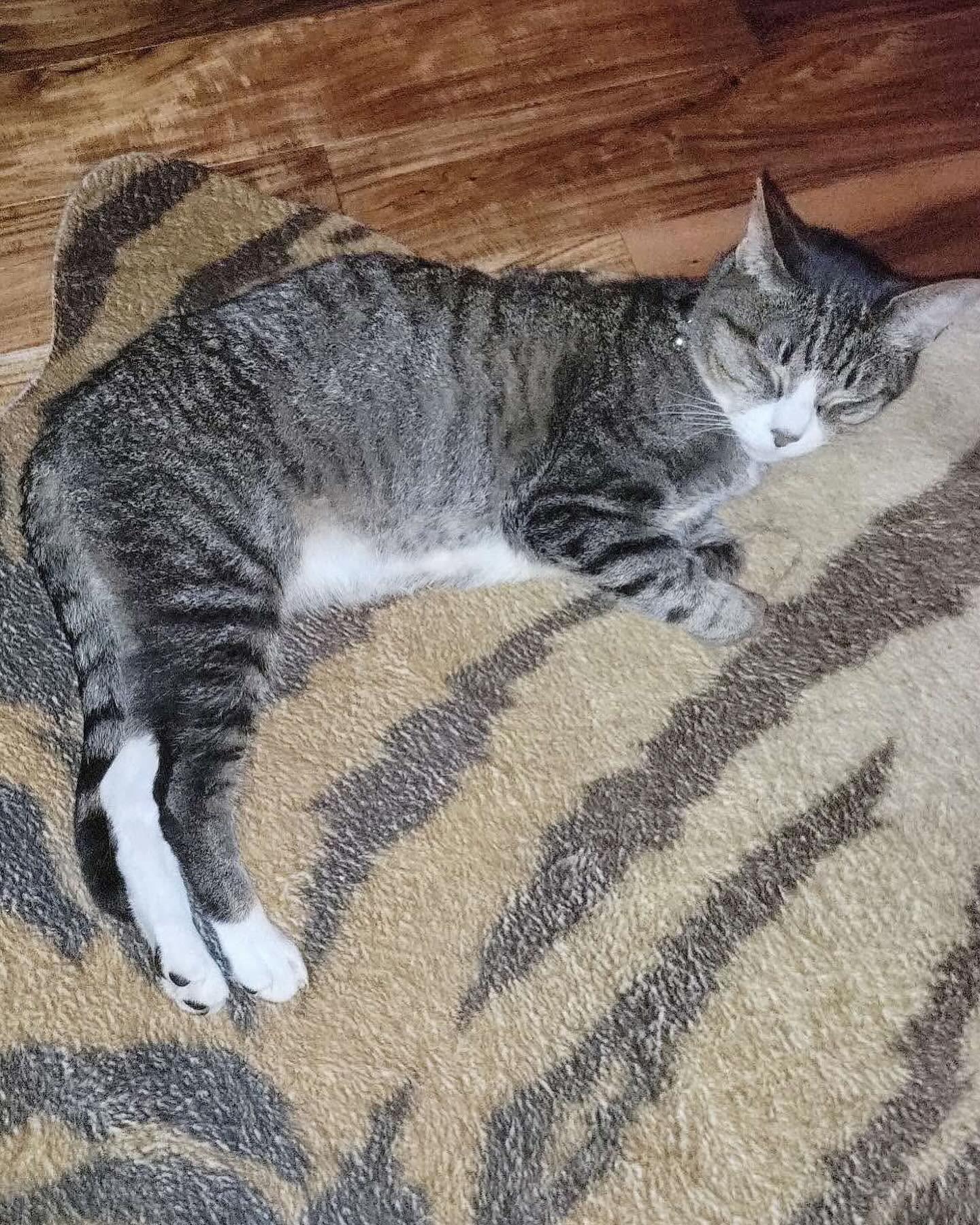 Cat for adoption - Miles, a Domestic Short Hair in Fort Oglethorpe, GA ...
