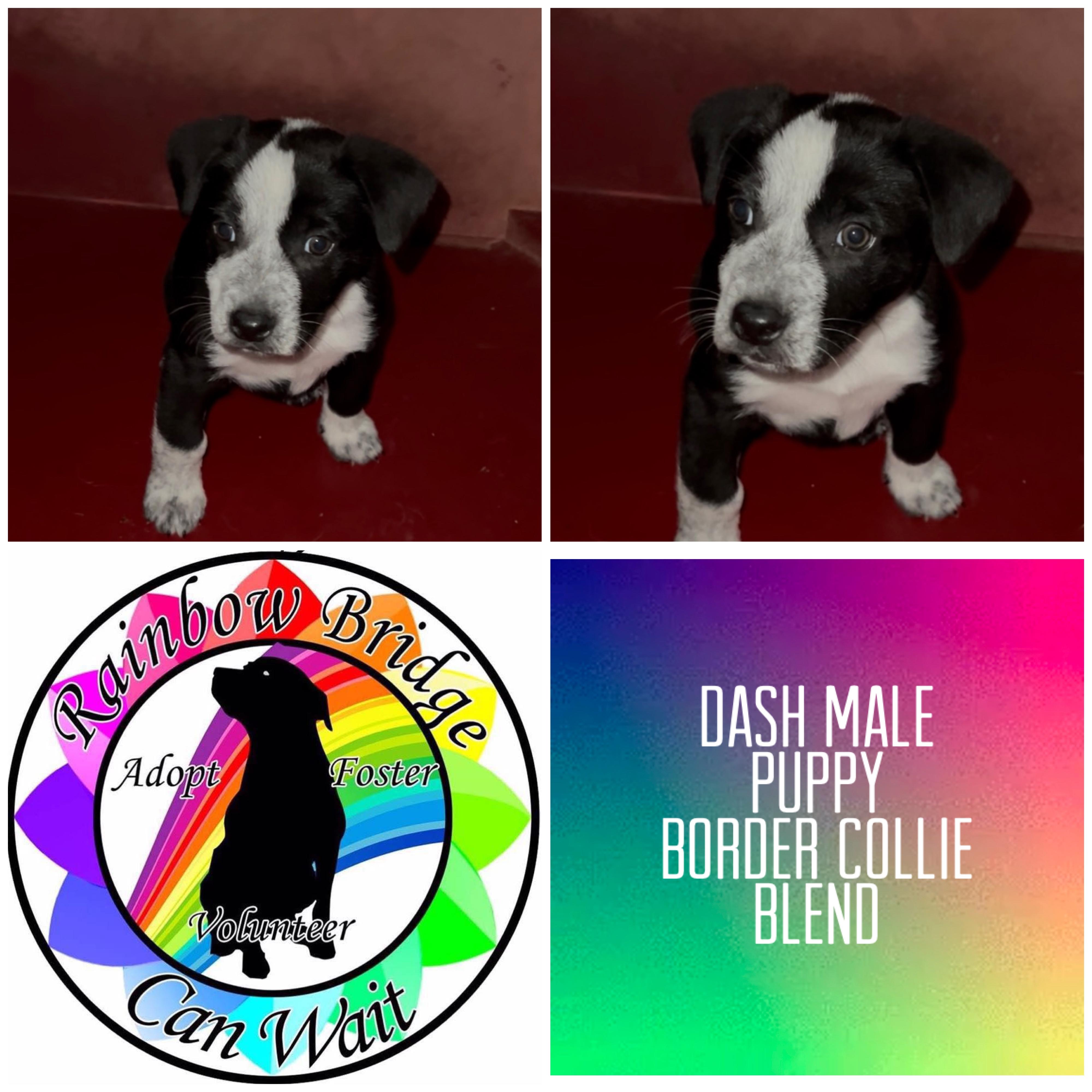 Enlarge Dash, a ADOPTABLE mixed breed in Carnegie, OK image 1/1