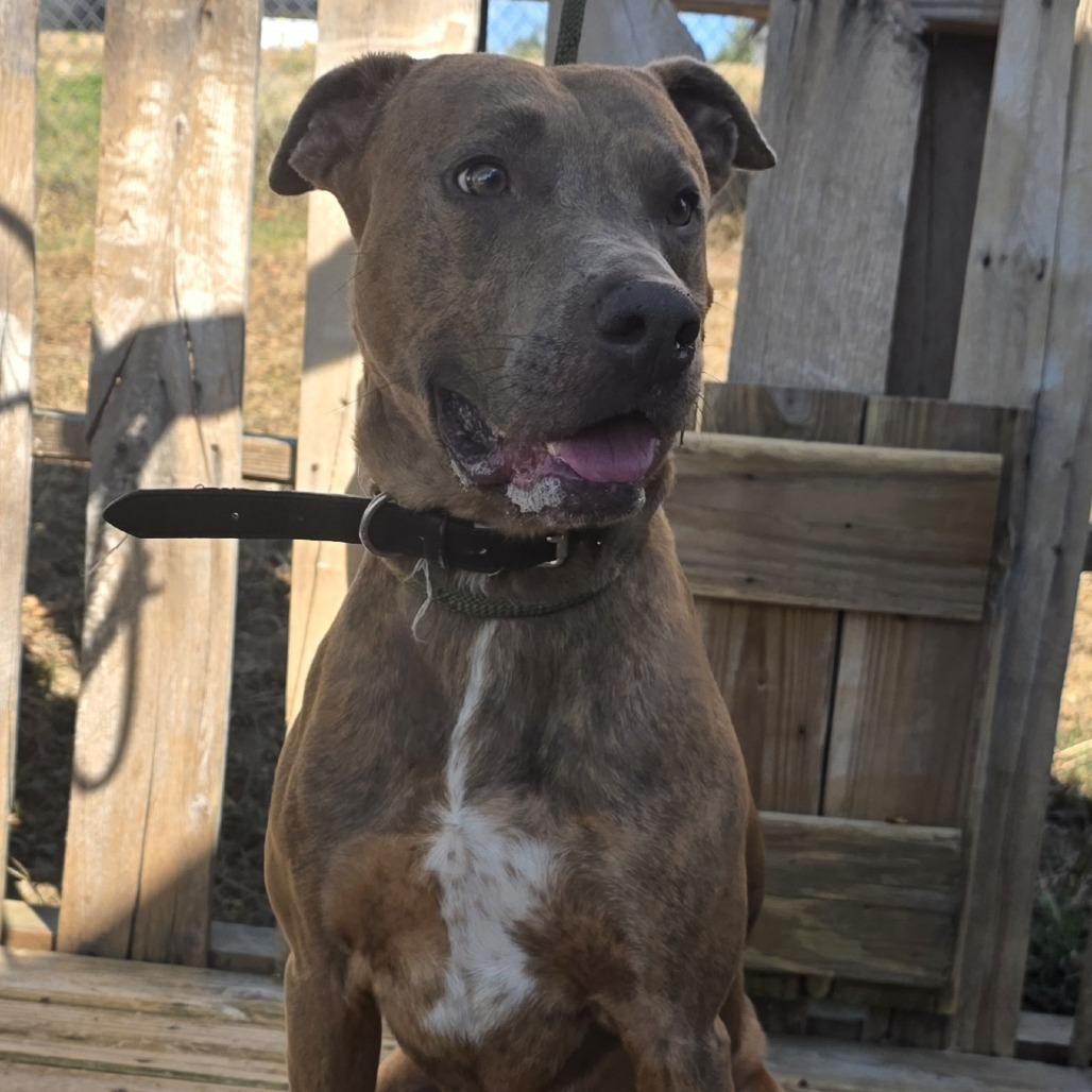 TNGC-Stray-1392, Adoptable, Adult Male Mixed Breed.