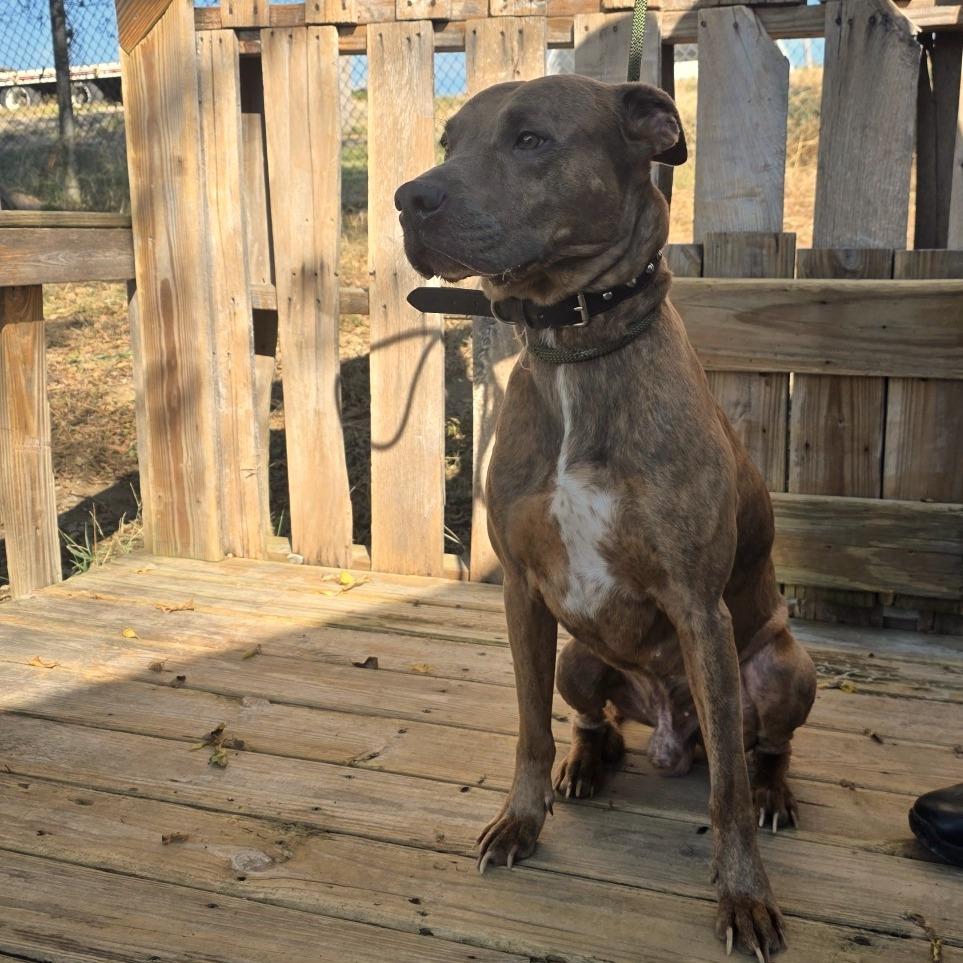 Enlarge TNGC-Stray-1392, a Adoptable Mixed Breed in Pulaski, TN image 2/2