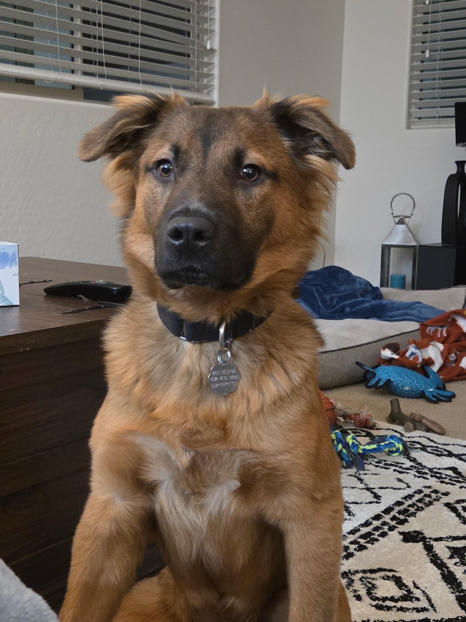 Enlarge Harley, an adopted mixed breed in Phoenix, AZ image 2/2