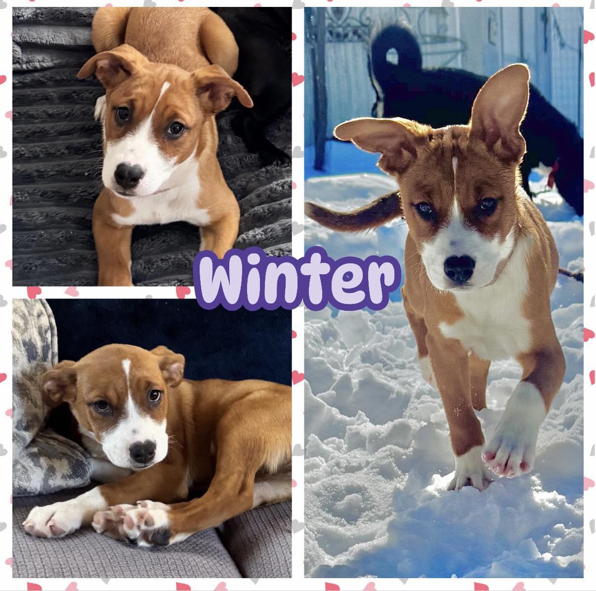 Enlarge Winter, an adopted mixed breed in Ringwood, NJ image 1/2