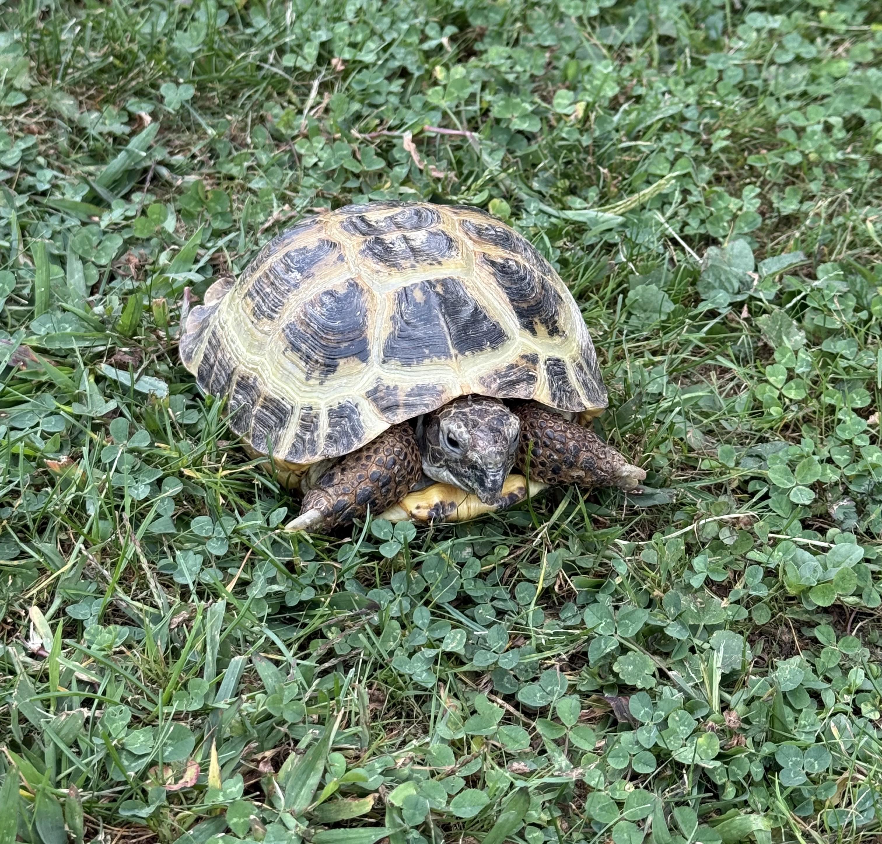 Enlarge Alex, an adopted Russian in Palmerton, PA image 1/5
