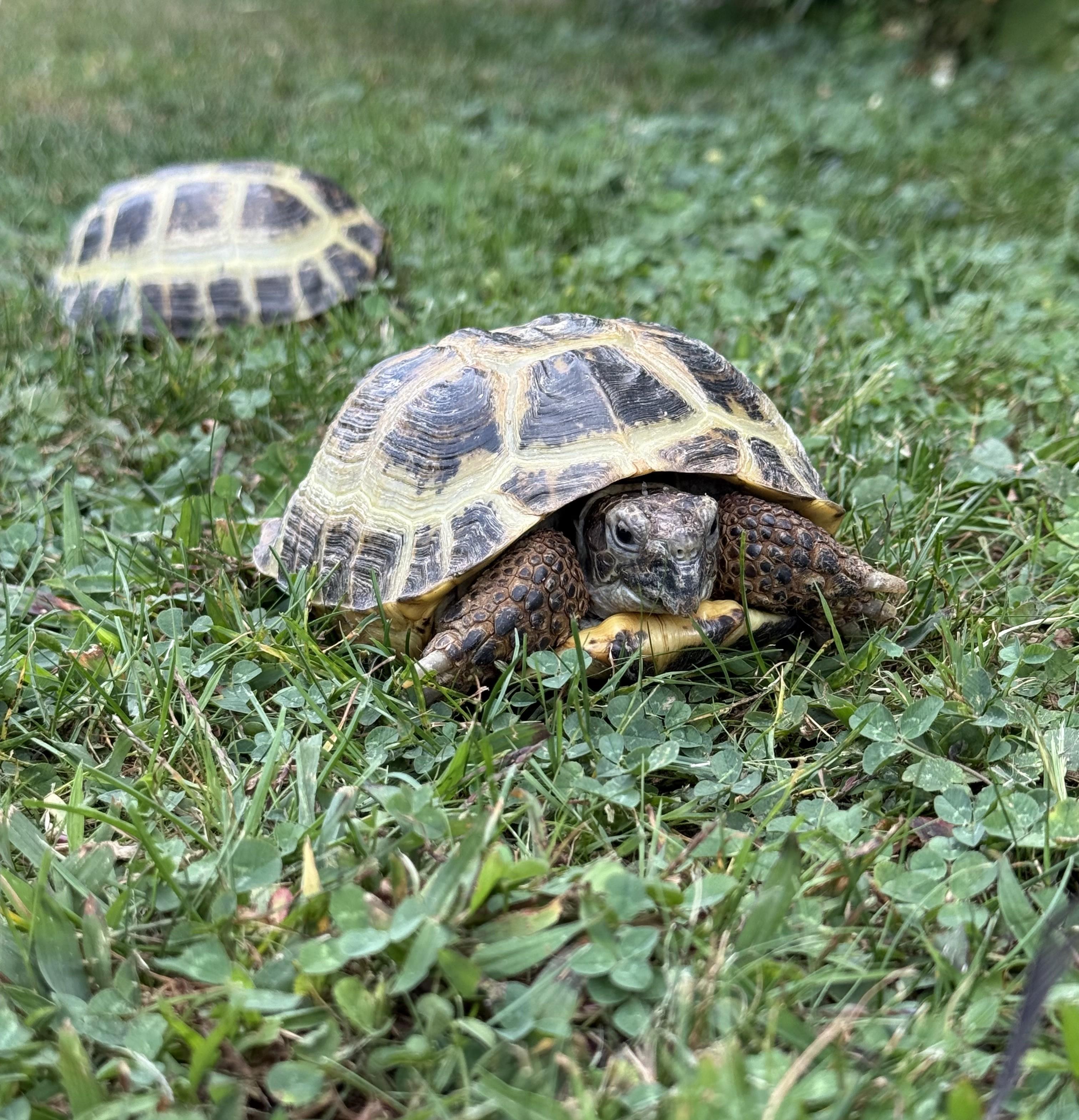 Enlarge Alex, an adopted Russian in Palmerton, PA image 5/5