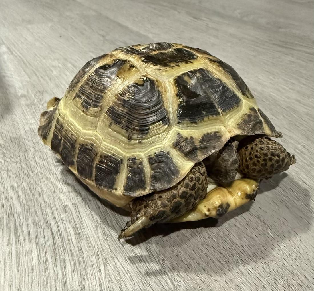 Enlarge Alex, an adopted Russian in Palmerton, PA image 2/5