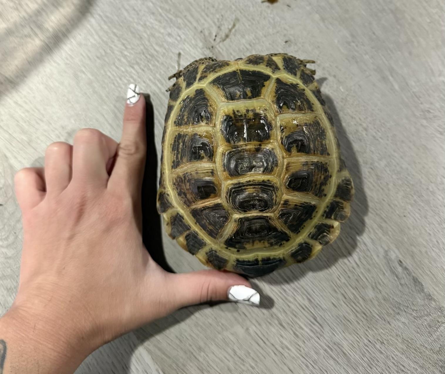 Enlarge Alex, an adopted Russian in Palmerton, PA image 3/5