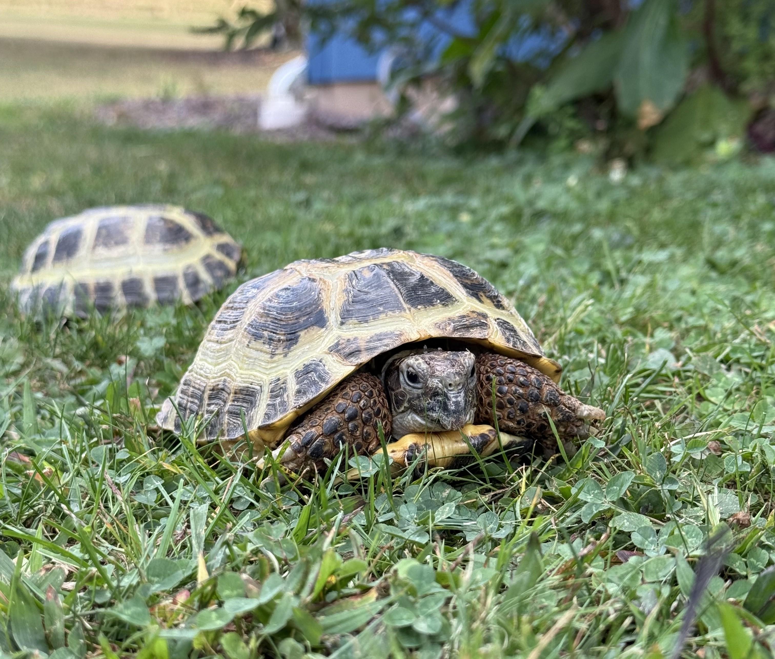 Enlarge Alex, an adopted Russian in Palmerton, PA image 4/5