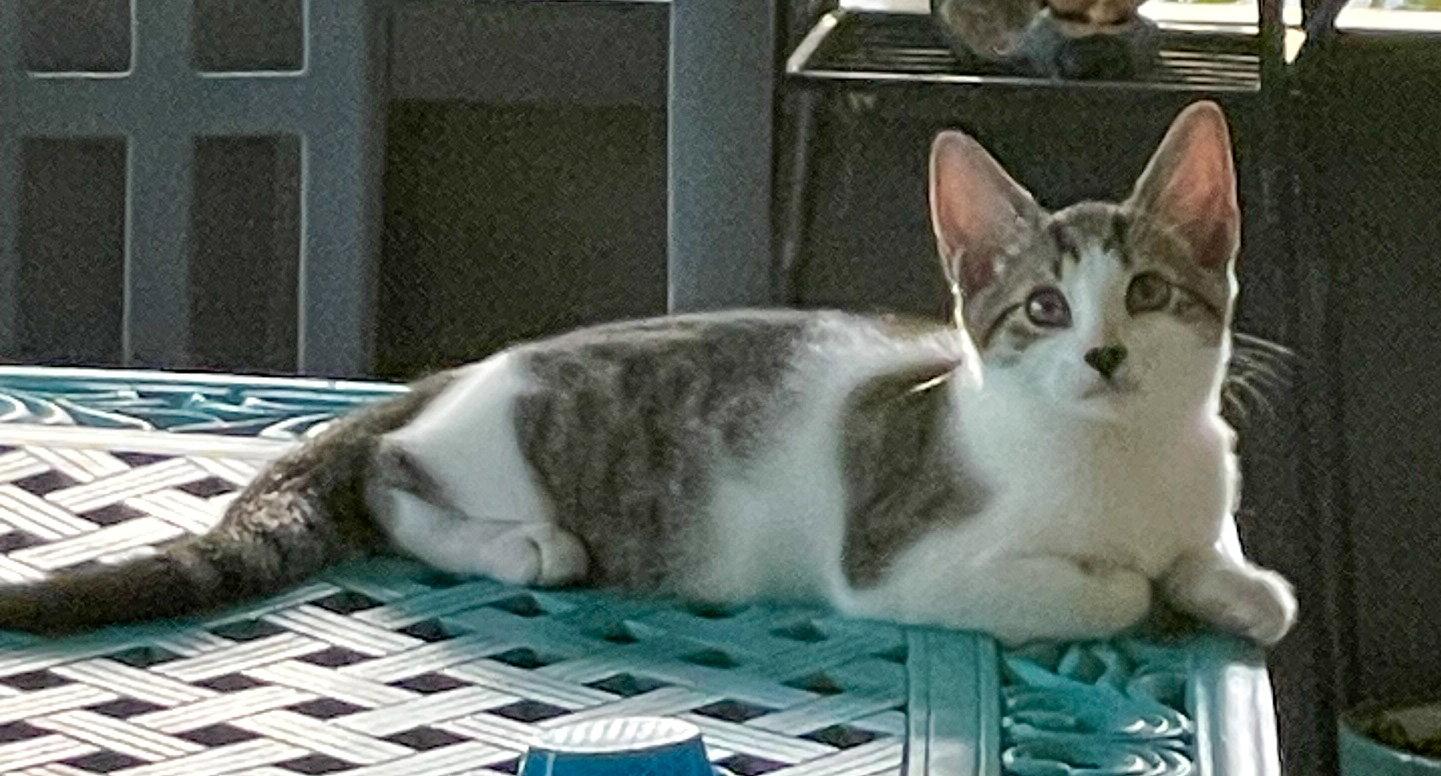 Enlarge Ravioli, a Adoptable Domestic Short Hair in Lighthouse Point, FL image 1/3