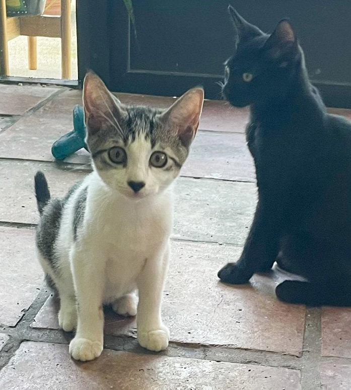 Enlarge Ravioli, a Adoptable Domestic Short Hair in Lighthouse Point, FL image 2/3