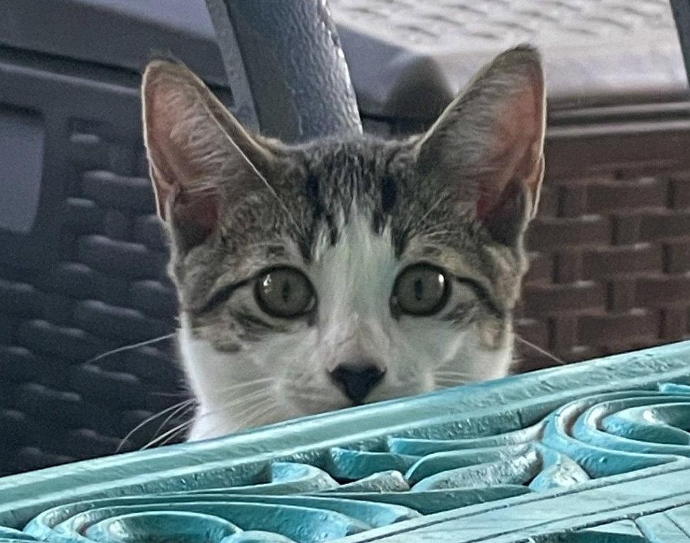 Enlarge Ravioli, a Adoptable Domestic Short Hair in Lighthouse Point, FL image 3/3