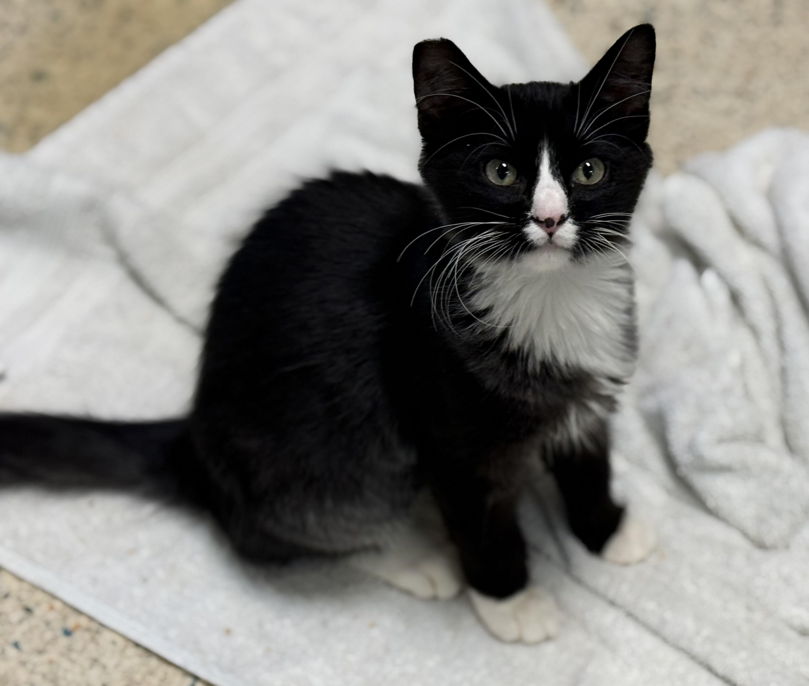 Enlarge Huckleberry , an adopted mixed breed in Harvey, LA image 1/1