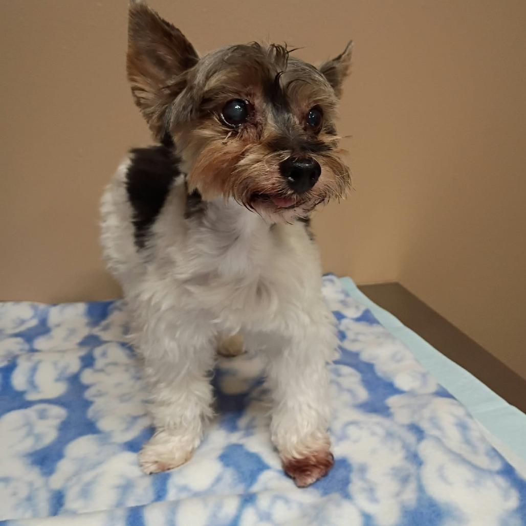 Lexey, Adoptable, Senior Female Yorkshire Terrier.