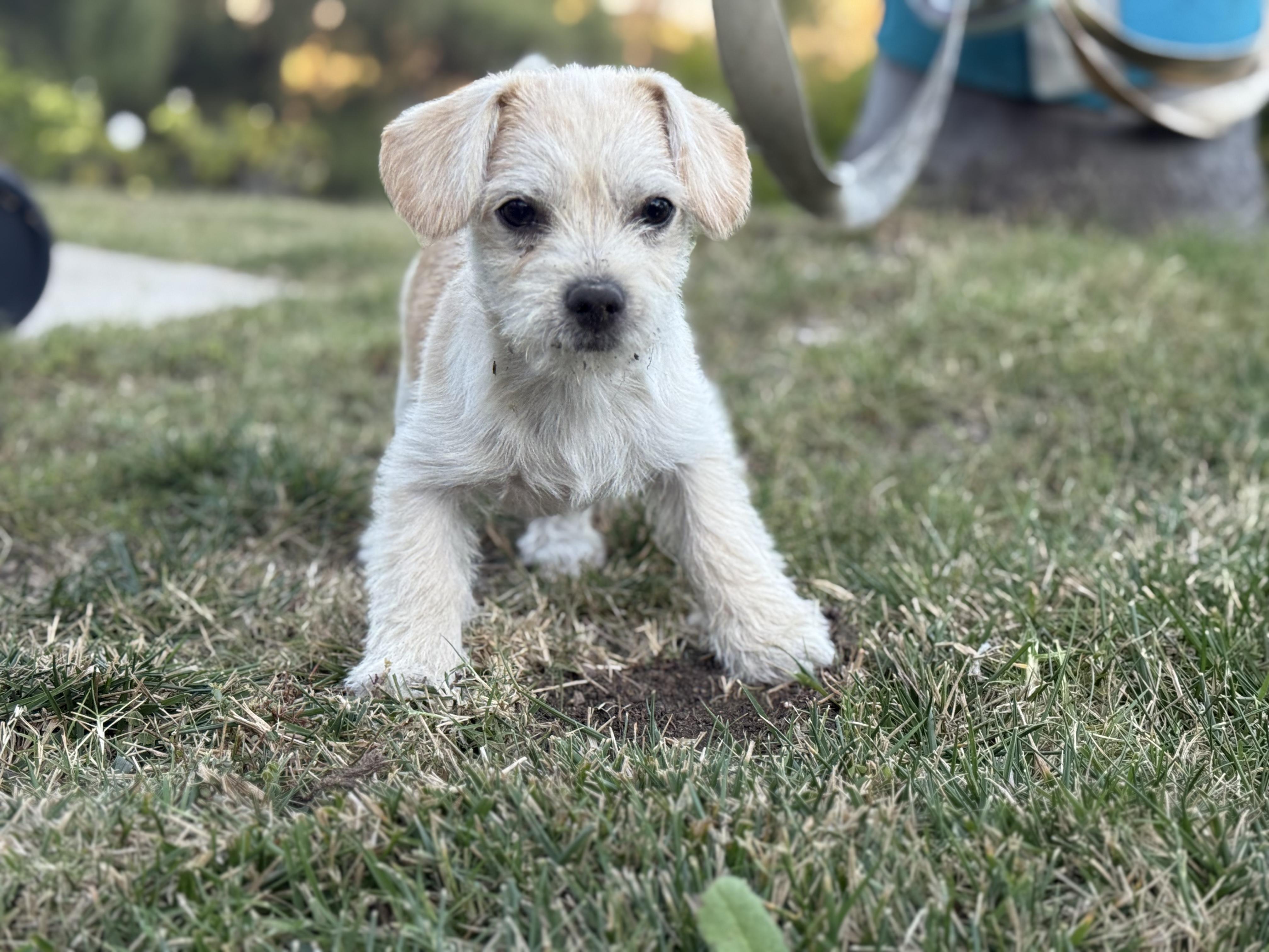 Phineas, a Adoptable mixed breed in Torrance, CA image 3/6