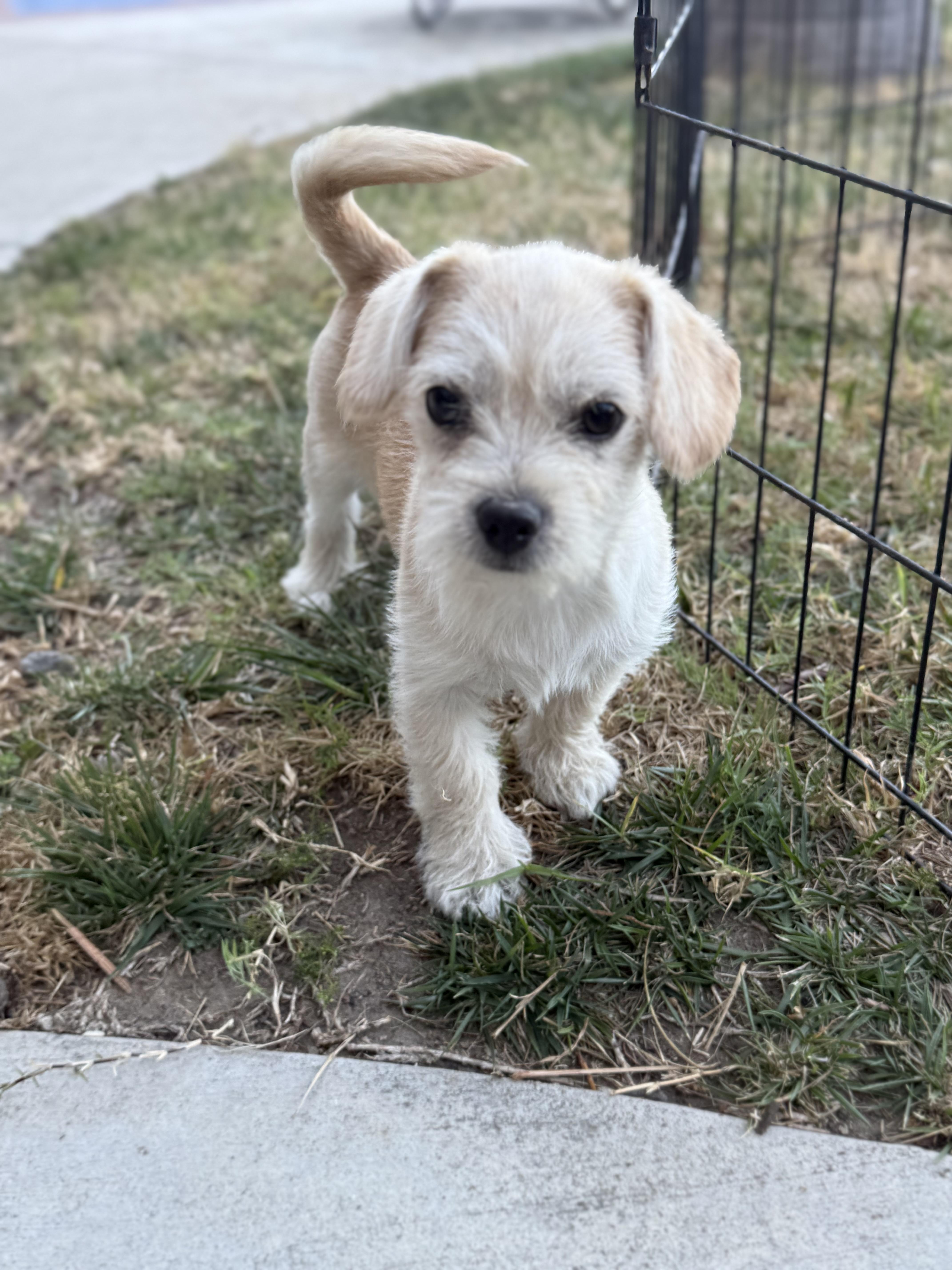 Phineas, a Adoptable mixed breed in Torrance, CA image 5/6