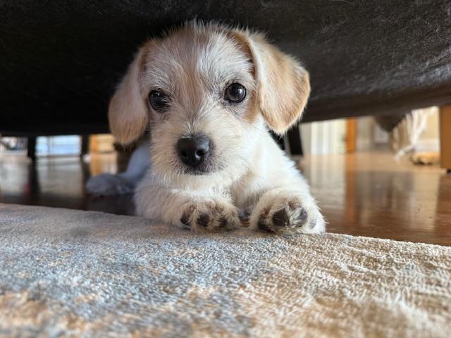 Phineas, a Adoptable mixed breed in Torrance, CA image 6/6