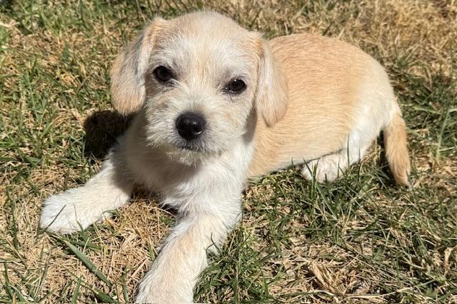 Phineas, Adoptable, Puppy Male Terrier.