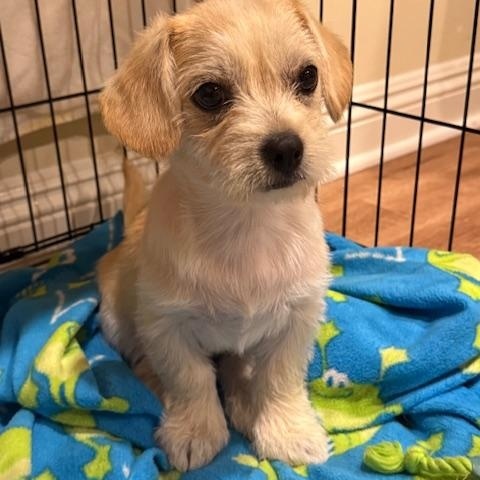 Phineas, a Adoptable mixed breed in Torrance, CA image 2/6