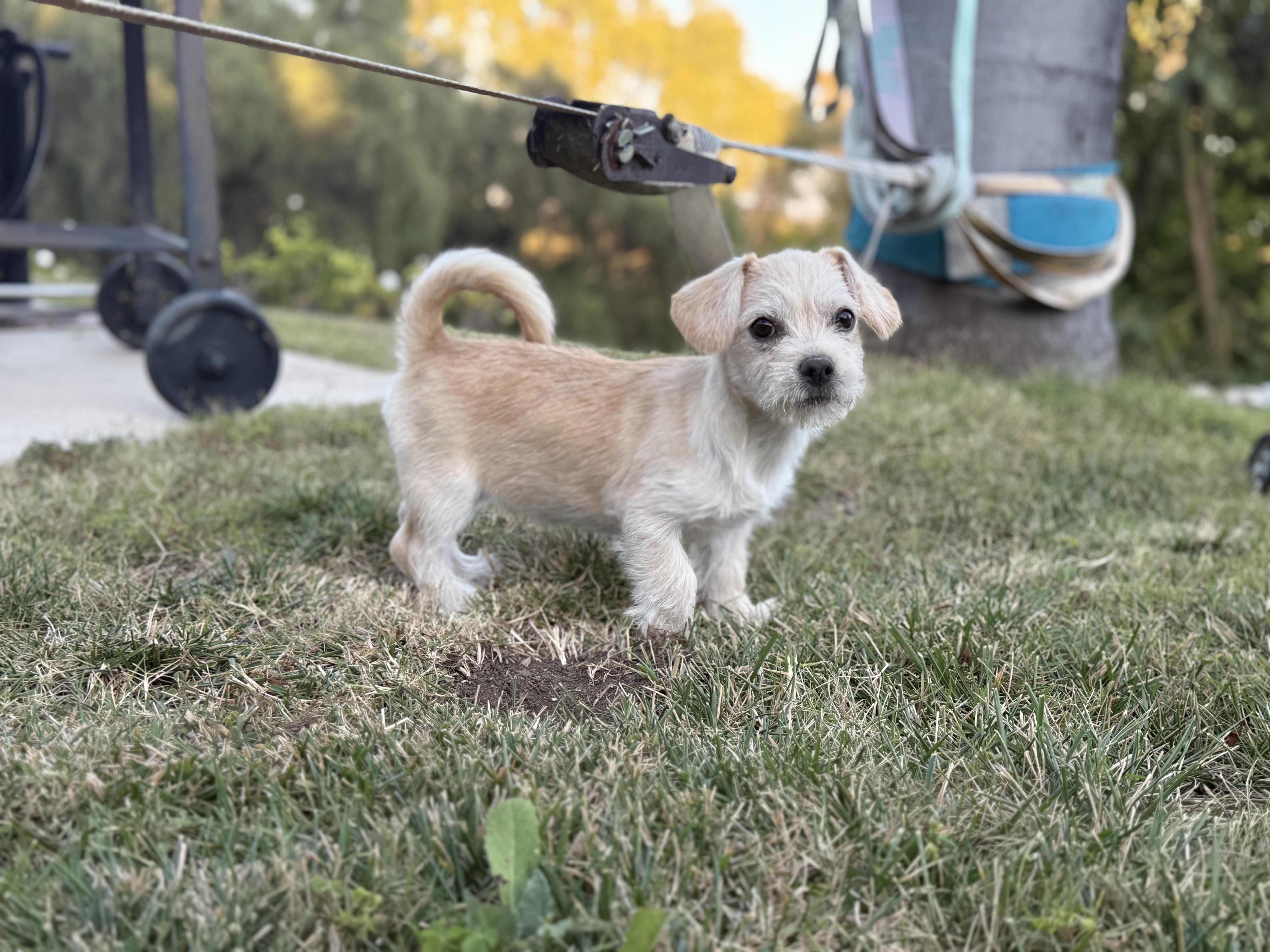 Phineas, a Adoptable mixed breed in Torrance, CA image 4/6