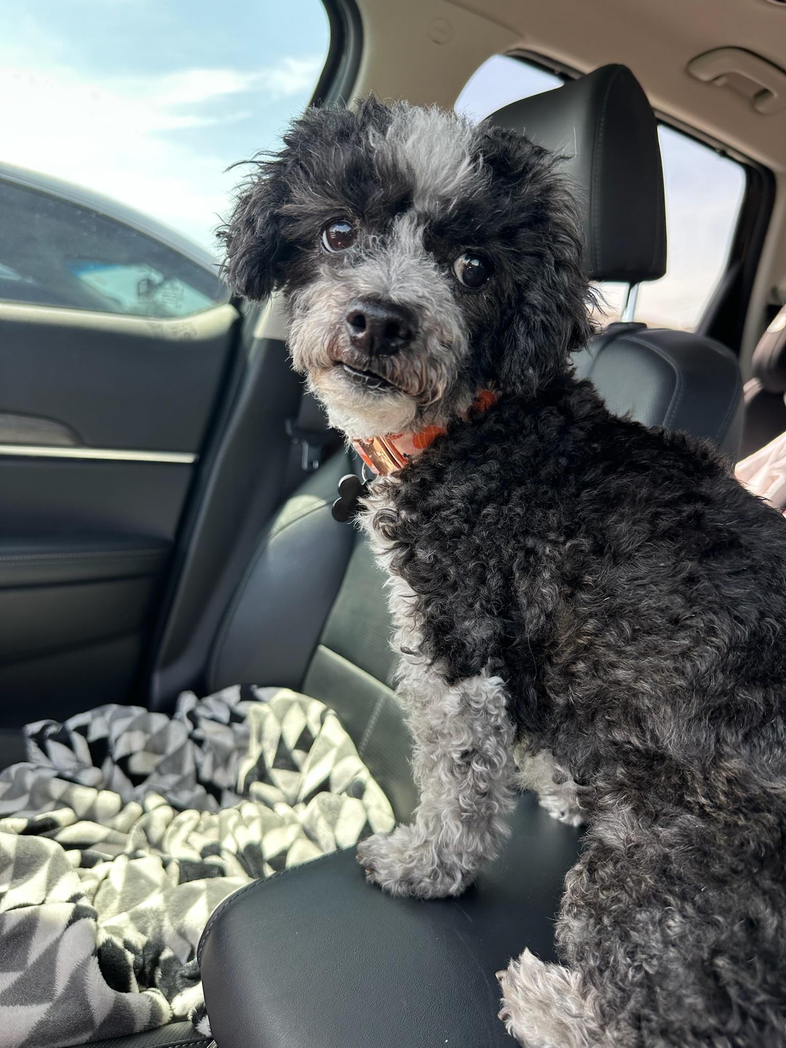 Norma Jeane, a Adoptable mixed breed in Hamilton, NY image 4/6