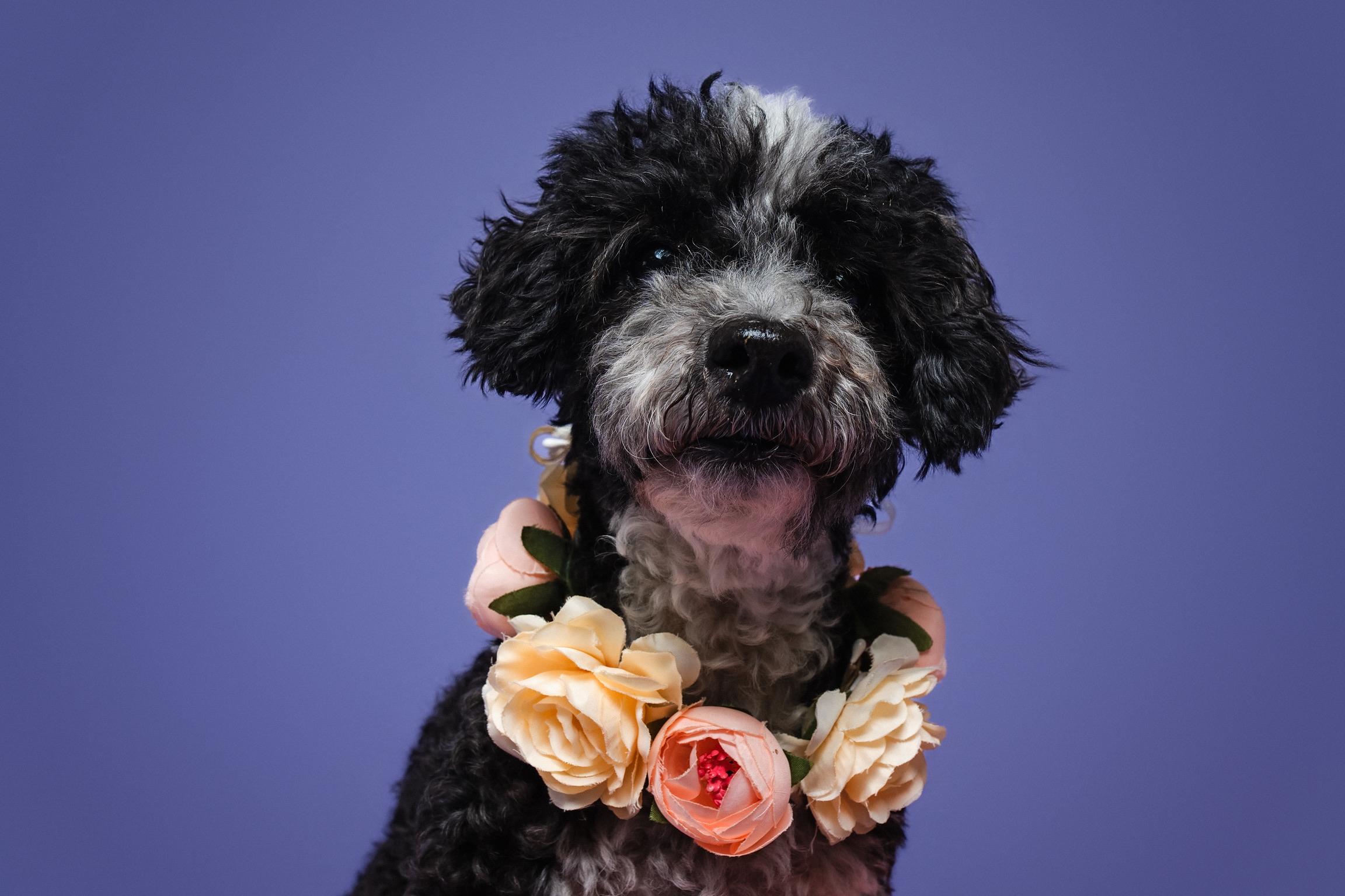 Norma Jeane, a Adoptable mixed breed in Hamilton, NY image 1/6