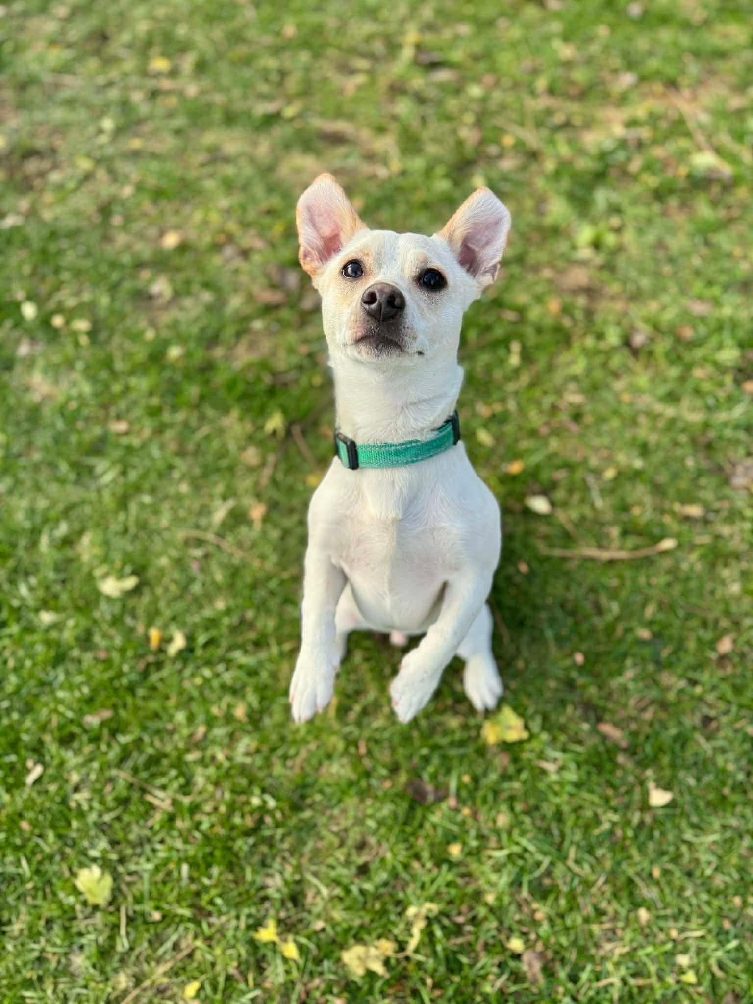 Casper, a Adoptable Mixed Breed in Rochester , NY image 3/5
