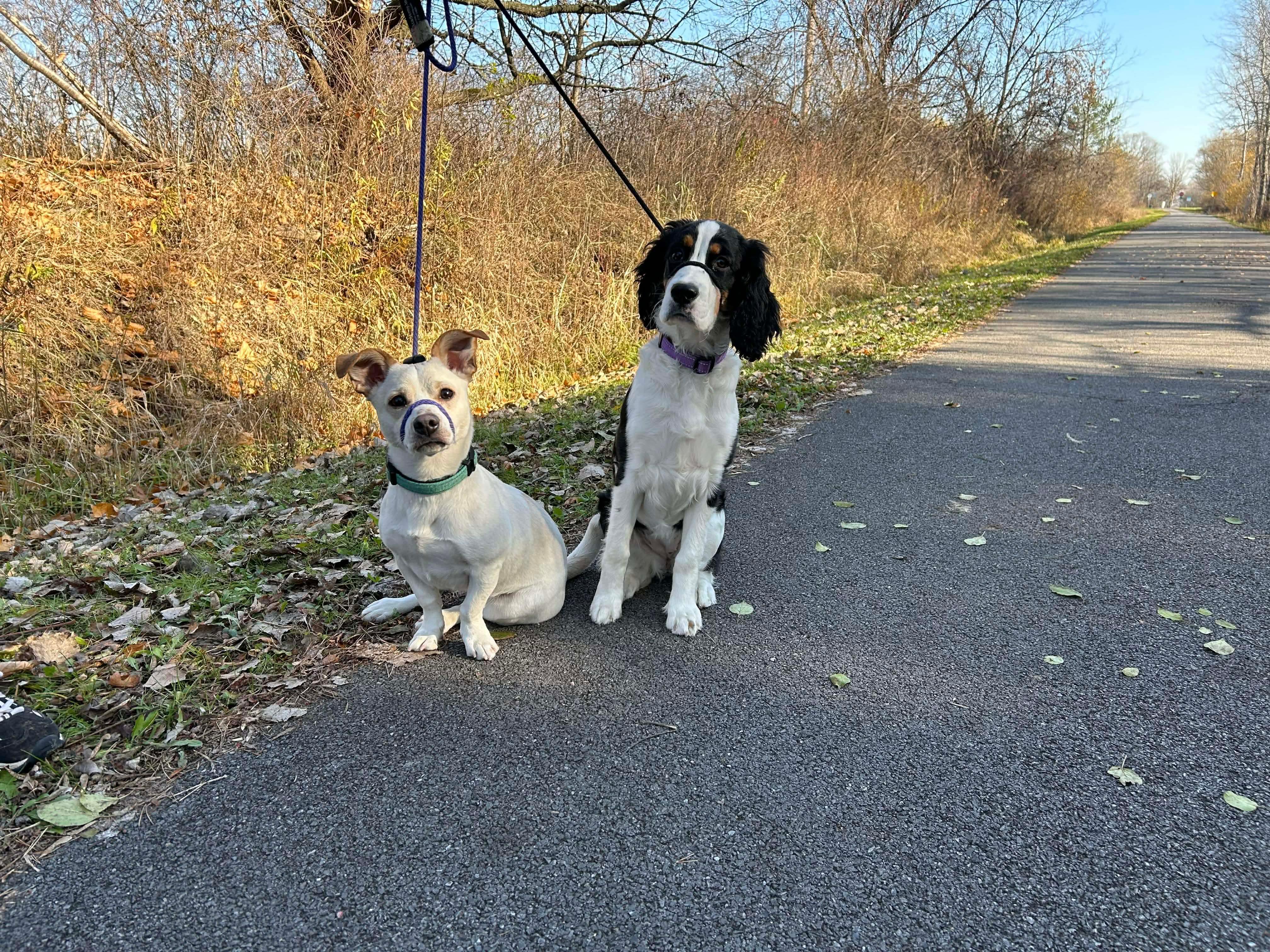 Casper, a Adoptable Mixed Breed in Rochester , NY image 4/5
