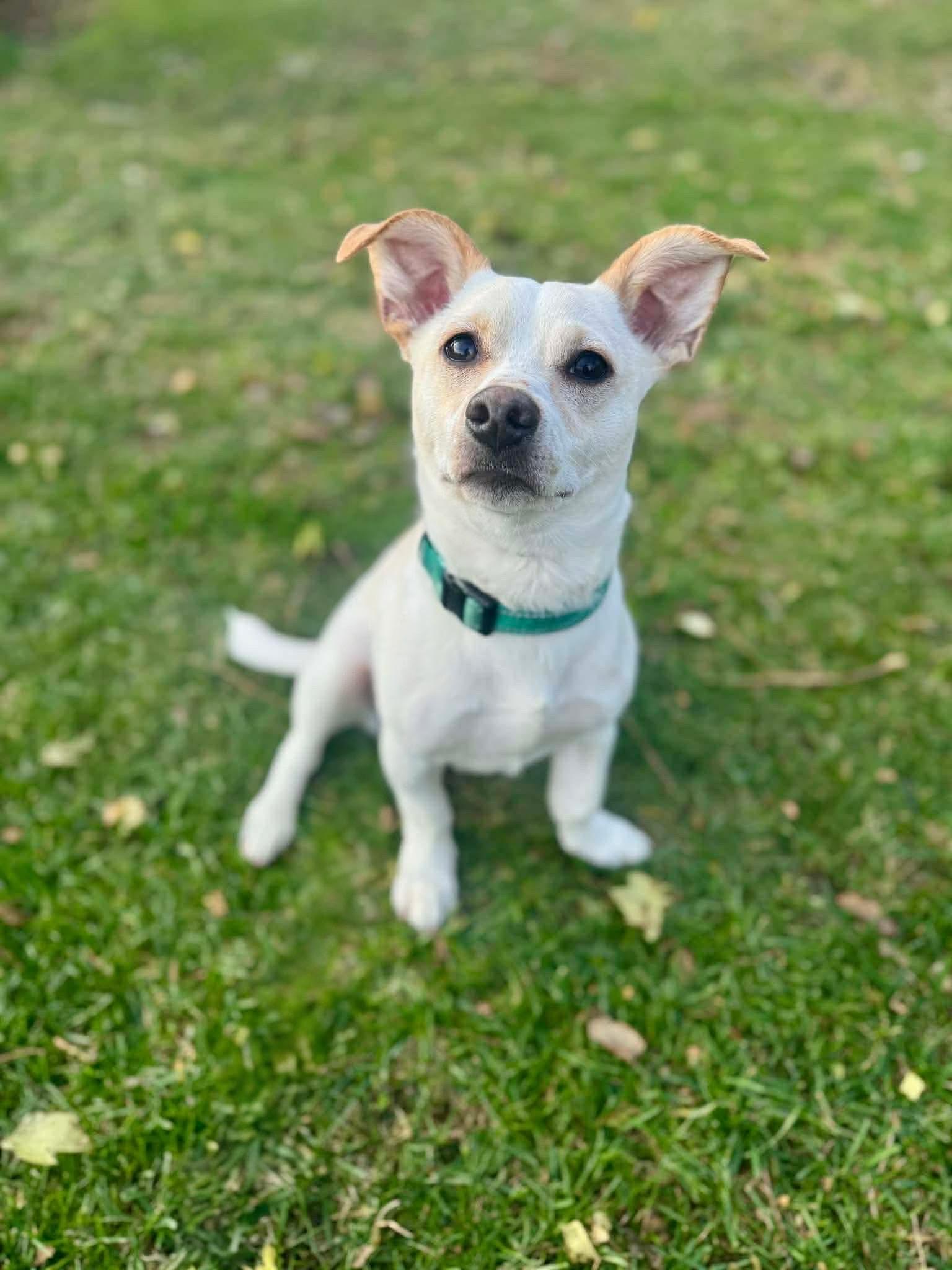 Casper, a Adoptable Mixed Breed in Rochester , NY image 2/5