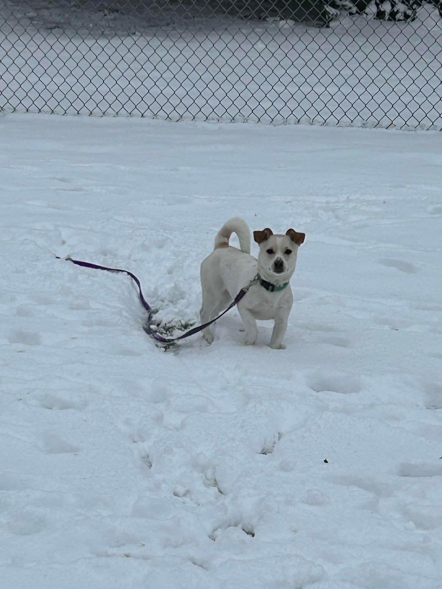 Casper, a Adoptable Mixed Breed in Rochester , NY image 5/5