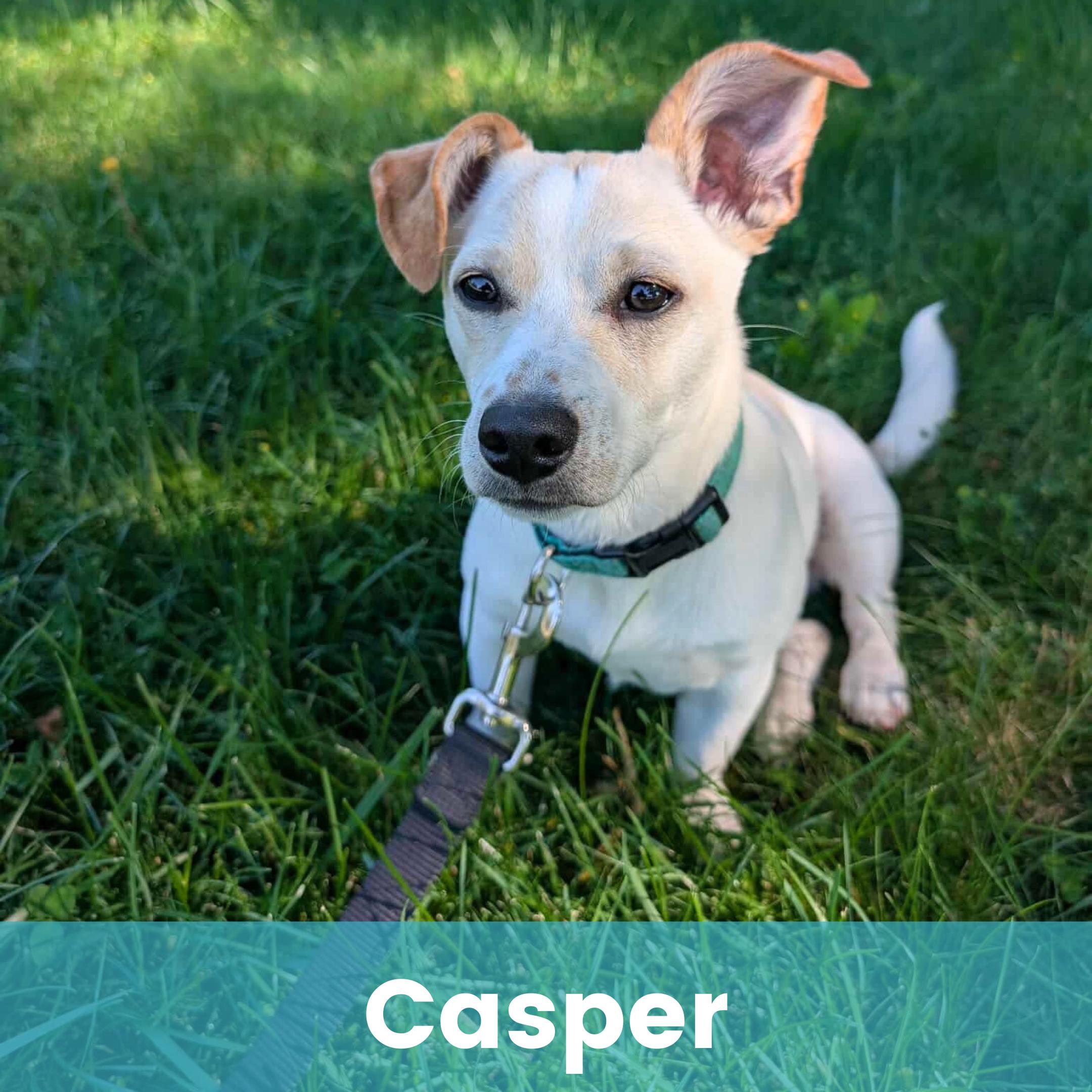 Casper, a Adoptable Mixed Breed in Rochester , NY image 1/5