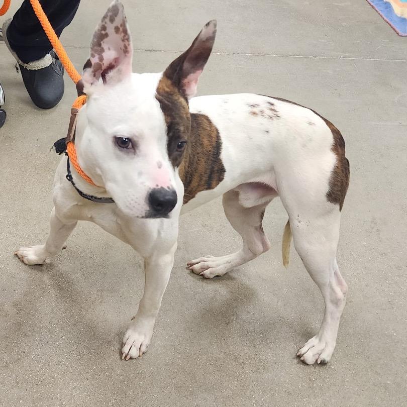 Enlarge YORK-Stray-14544, a Adoptable Pit Bull Terrier in Eastford, CT image 1/1