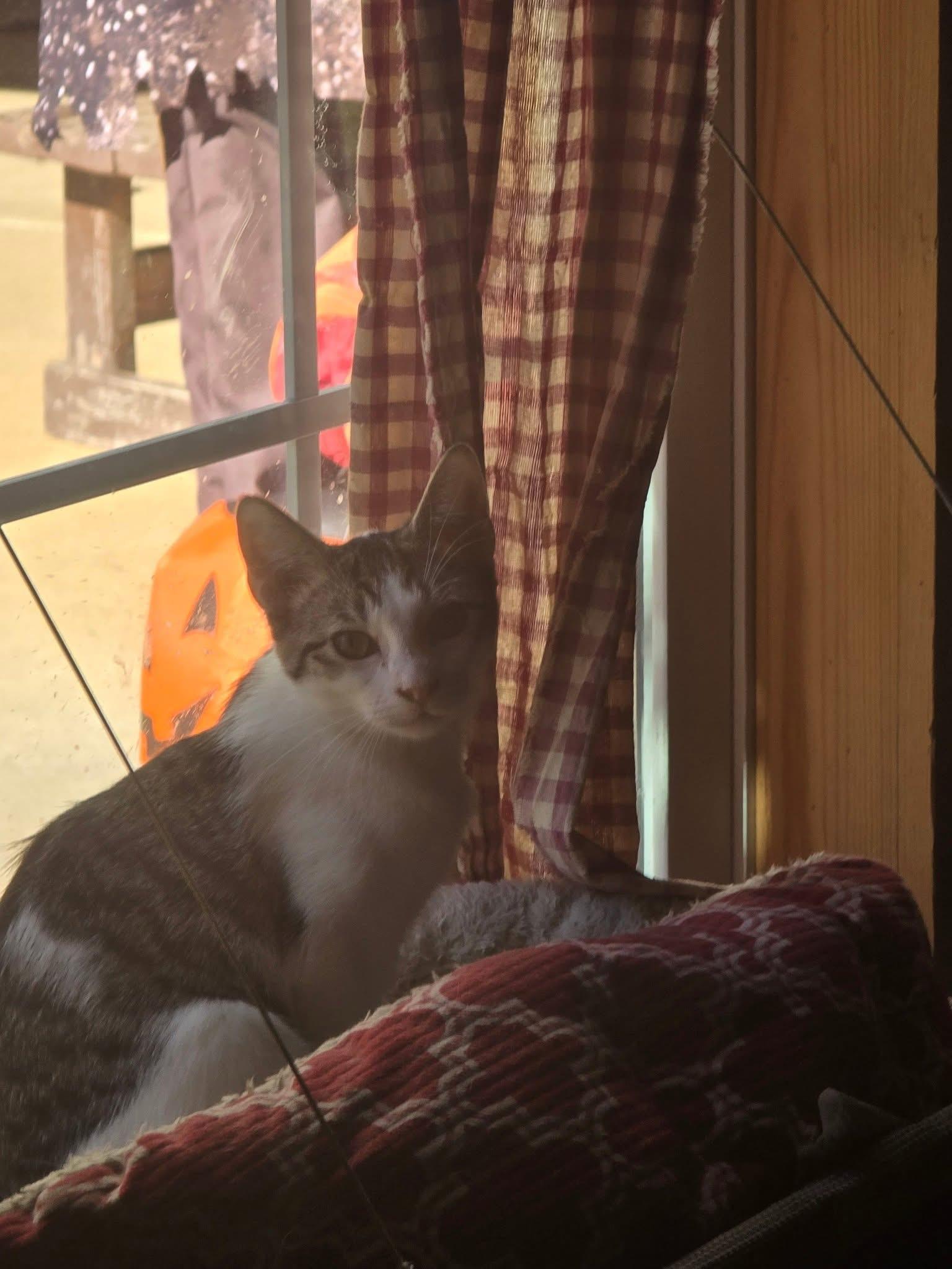 Enlarge Donnie, a Adoptable Domestic Short Hair in French Village, MO image 1/1