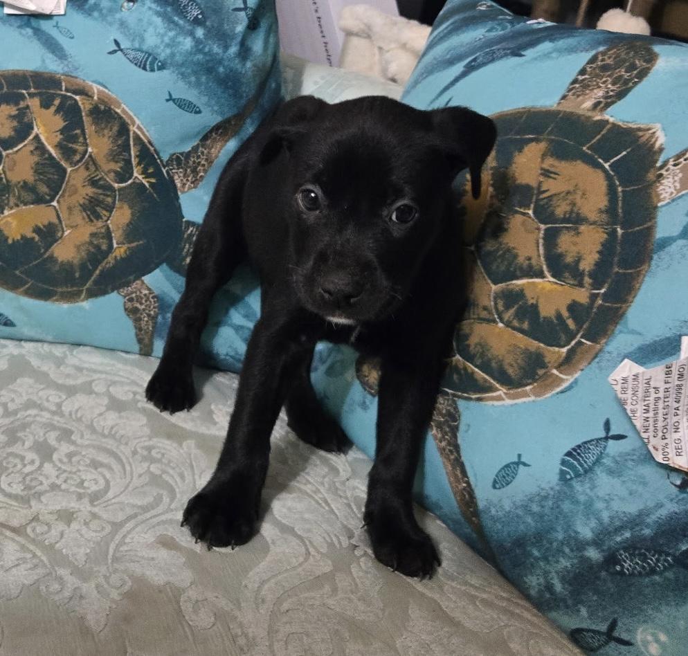 Tripp, ADOPTABLE, Puppy Male German Shepherd Dog.