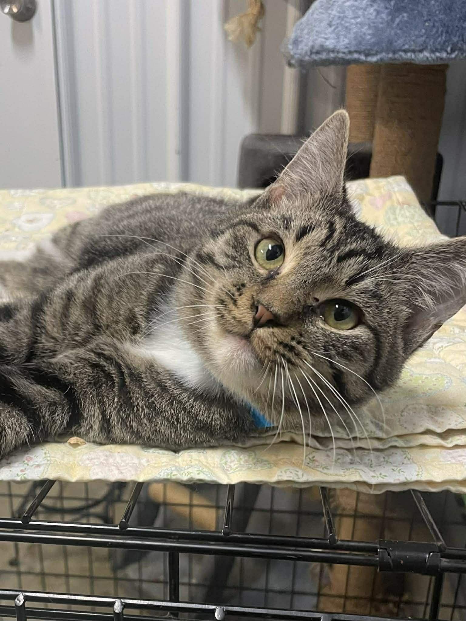 Enlarge Purrito, a Adoptable Tabby in Calhoun, KY image 1/1