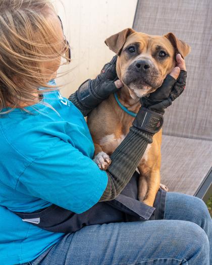 Enlarge Kestrel - IN FOSTER, a Adoptable Mixed Breed in Chamblee, GA image 2/3