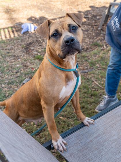 Enlarge Kestrel - IN FOSTER, a Adoptable Mixed Breed in Chamblee, GA image 3/3